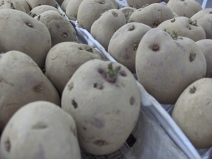 Potatoes 1 week into chitting